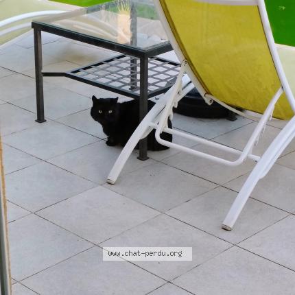 Photo 1/1 Found cat Found in La moutonne