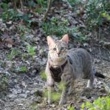 Picture of cat lost at Allan