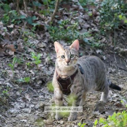 Photo 1/1 Kiwii Chat lost in Allan