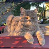 Picture of cat lost at Haguenau