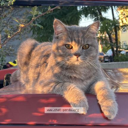 Photo 1/1 Pisioma Chat lost in Haguenau