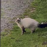 Picture of cat lost at Saleich