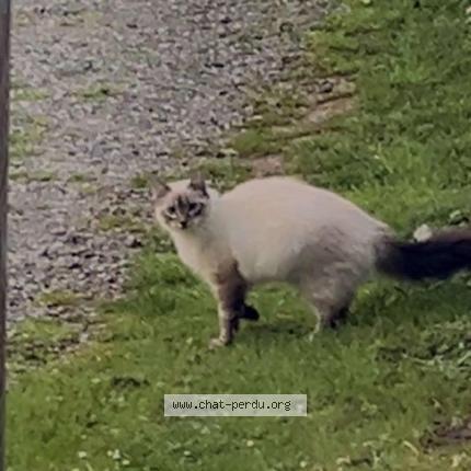 Photo 1/1 Alaska Chat lost in Saleich