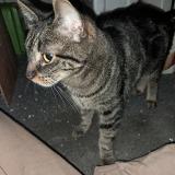 Picture of cat found at Saint Gilles