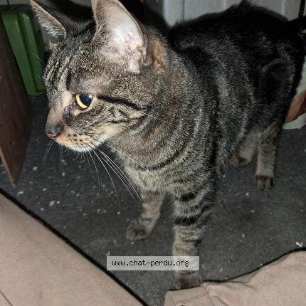 Foto 1/1 Kat gevonden Gevonden in Saint Gilles