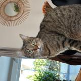 Picture of cat lost at Orleans