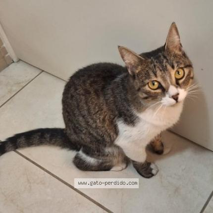 Photo 1/1 Found cat Found in San jose