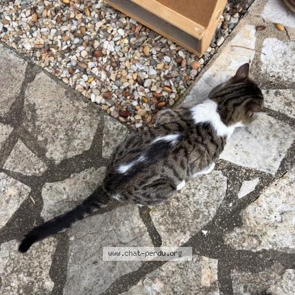 Photo 1/1 Found cat Found in Perigueux