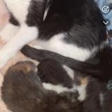 Picture of cat lost at Andresy