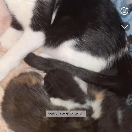 Photo 1/1 Virginie PRONZOLA Chat lost in Andresy