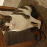 Picture of cat lost at Carpiquet