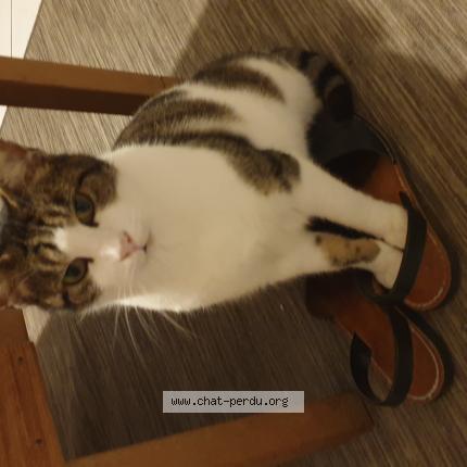 Photo 1/1 Mimi Chat lost in Carpiquet