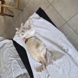 Picture of cat lost at Saint Jean Sur Richelieu