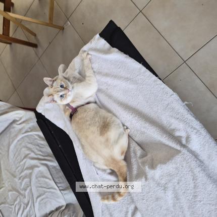 Photo 1/1 Blanche-Neige Chat lost in Saint jean sur richelieu