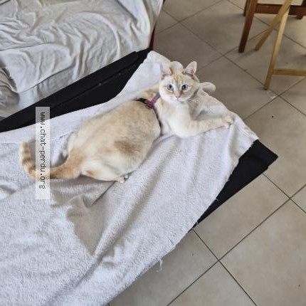 Photo 1/1 Reunited cat Lost in Saint Jean Sur Richelieu