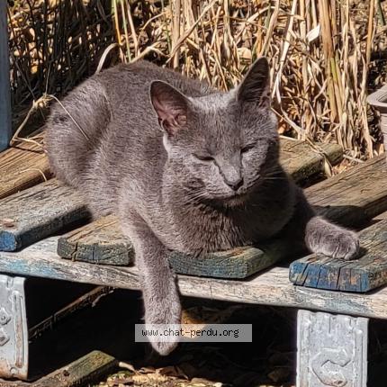 Photo 1/1 T’Choupi Chat lost in Senon