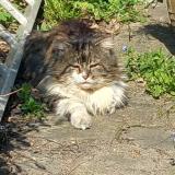 Picture of cat found at Maisons Alfort