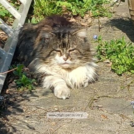 Photo 1/1 Found cat Found in Maisons alfort