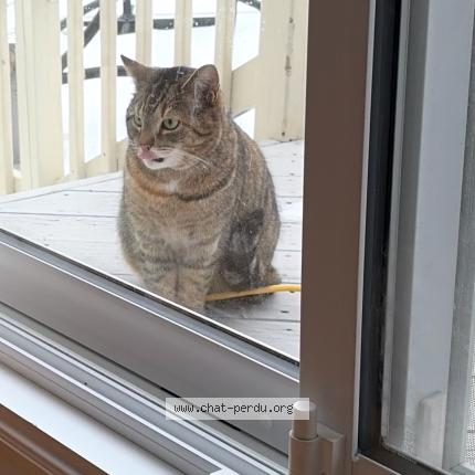 Photo 1/1 Found cat Found in Laval