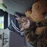 Picture of cat lost at La Verrie