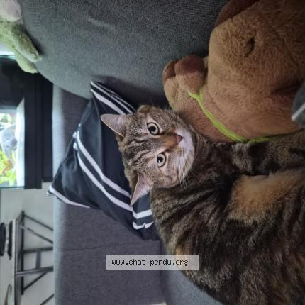 Photo 1/1 Hades Chat lost in La verrie