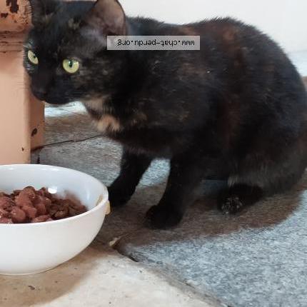 Photo 1/1 Found cat Found in Gaillac
