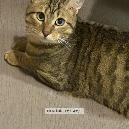 Photo 1/1 Glu Chat lost in Grenoble