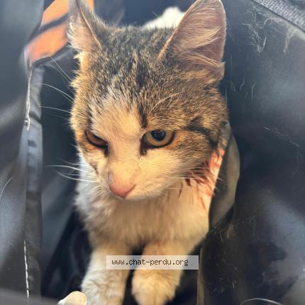 Photo 1/1 Found cat Found in Montauban