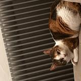 Picture of cat lost at Montbenoit