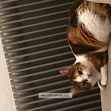 Photo 1/1 Kira Chat lost in Montbenoit