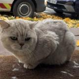 Picture of cat lost at Saint Maur Des Fosses
