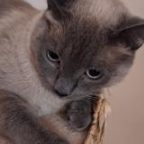 Picture of cat found at Arpajon