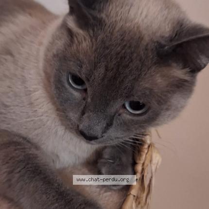 Photo 1/1 Found cat Found in Arpajon