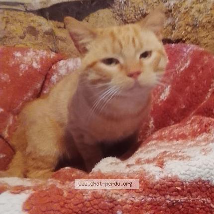 Photo 1/1 Found cat Found in Campeaux