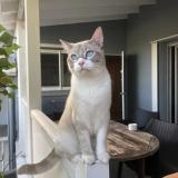 Picture of cat lost at Saint Barthelemy