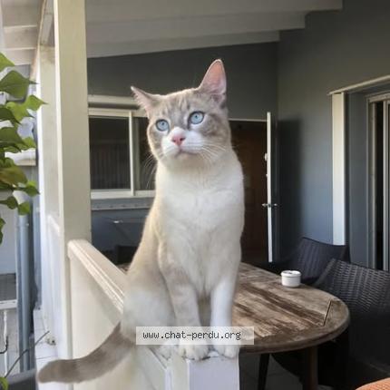 Photo 1/1 Isis Chat lost in Saint barthelemy