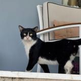 Picture of cat found at Saint Barthelemy
