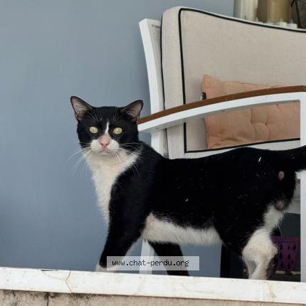 Photo 1/2 Found cat Found in Saint barthelemy