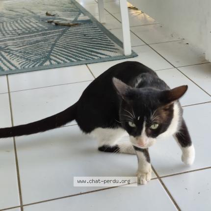 Photo 2/2 Found cat Found in Saint barthelemy