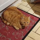 Picture of cat lost at La Chapelle St Luc