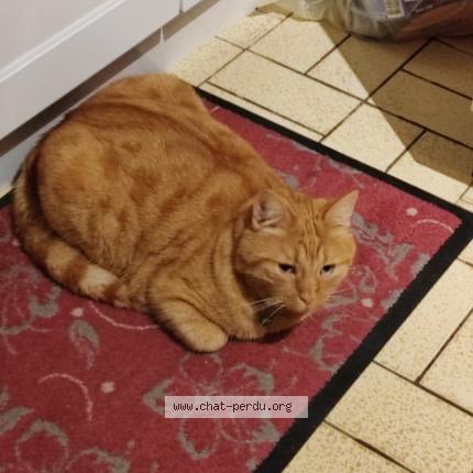 Photo 2/2 FILOU Chat lost in La chapelle st luc