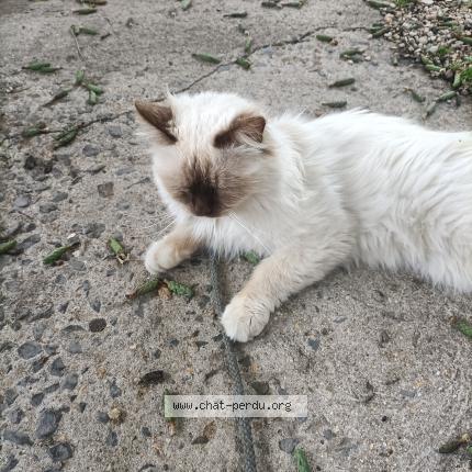 Photo 1/1 Pepsi Chat lost in Comines