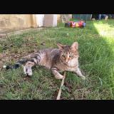 Picture of cat lost at Chatuzange Le Goubet