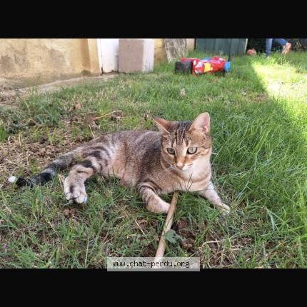 Photo 1/2 Ulinia Chat lost in Chatuzange le goubet