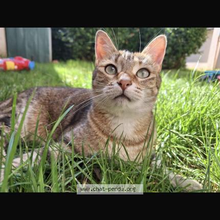 Photo 2/2 Ulinia Chat lost in Chatuzange le goubet