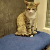 Picture of cat found at Carcassonne