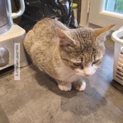 Photo 2/3 Found cat Found in Carcassonne