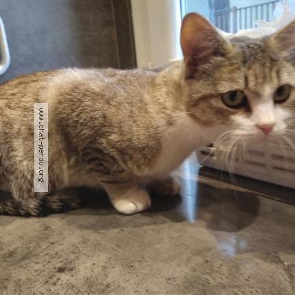 Photo 3/3 Found cat Found in Carcassonne