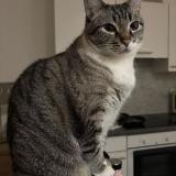 Picture of cat lost at Ixelles