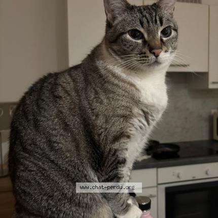 Photo 1/1 Antonietta Chat lost in Ixelles